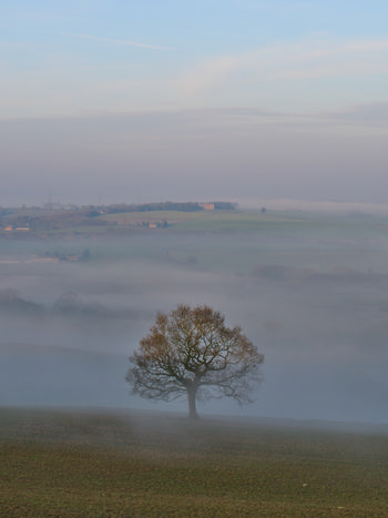 Sutton Scarsdale tree light This landscape photograph captures the Sutton Scarsdale tree light at dawn during the early spring season. The image shows a single tree standing prominently in the foreground, surrounded by rural fields partially cloaked in mist. The mist creates a soft, atmospheric effect over the landscape, with distant trees and low rolling hills barely visible through the haze. In the background, buildings typical of the English countryside can be seen, adding to the rural character of the scene. The overall composition highlights the tranquil beauty of trees in the changing light of dawn, showcasing the serene rural environment characteristic of spring.